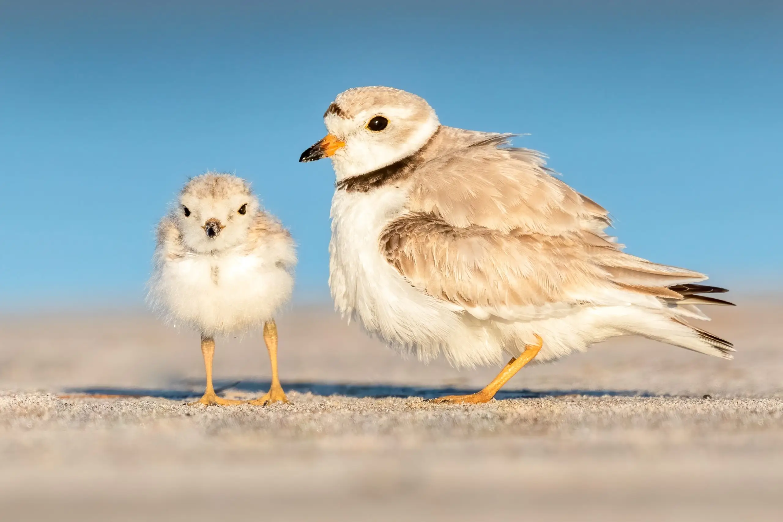 Protecting the Piping Plover