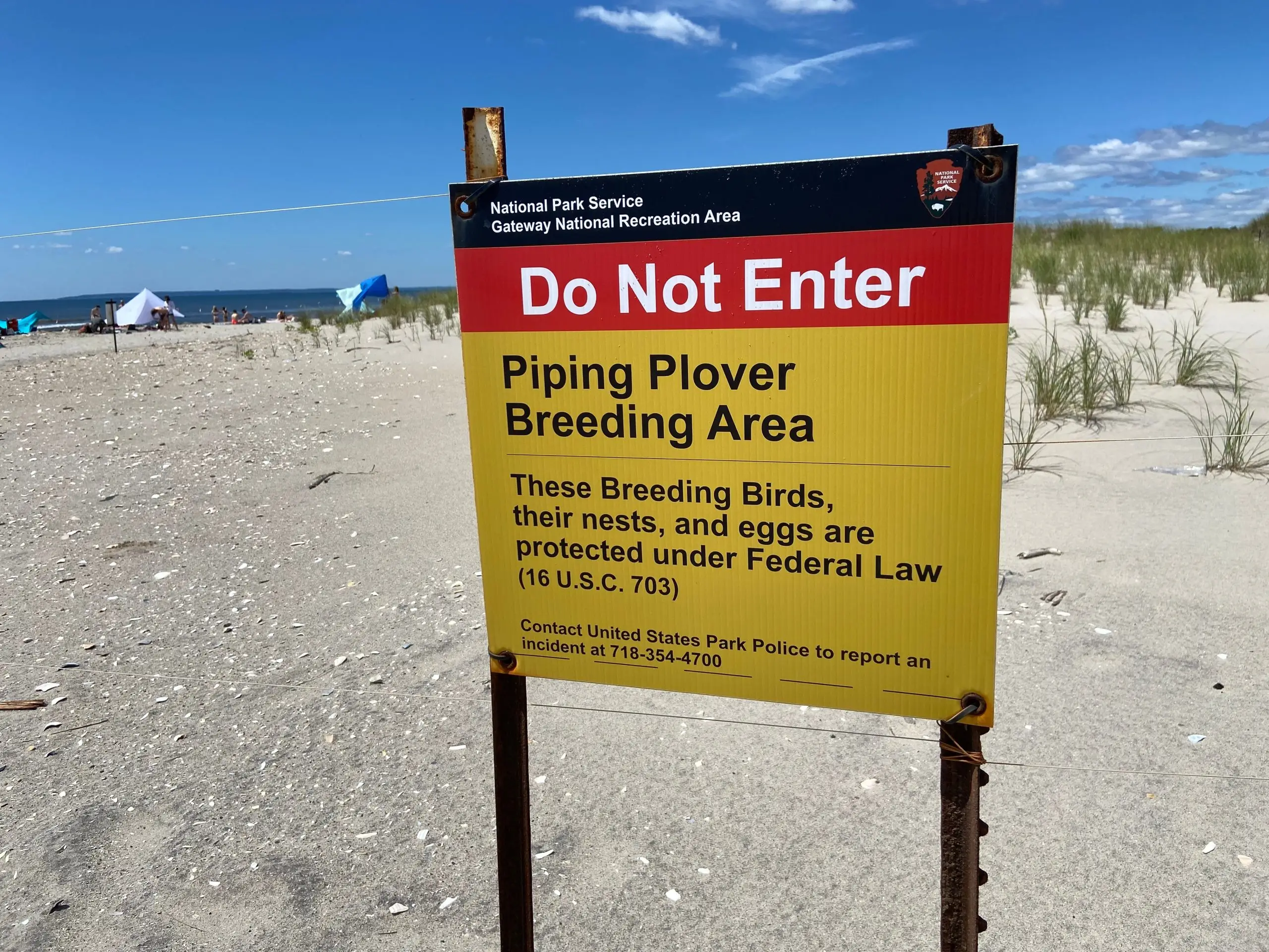 Protecting the Piping Plover