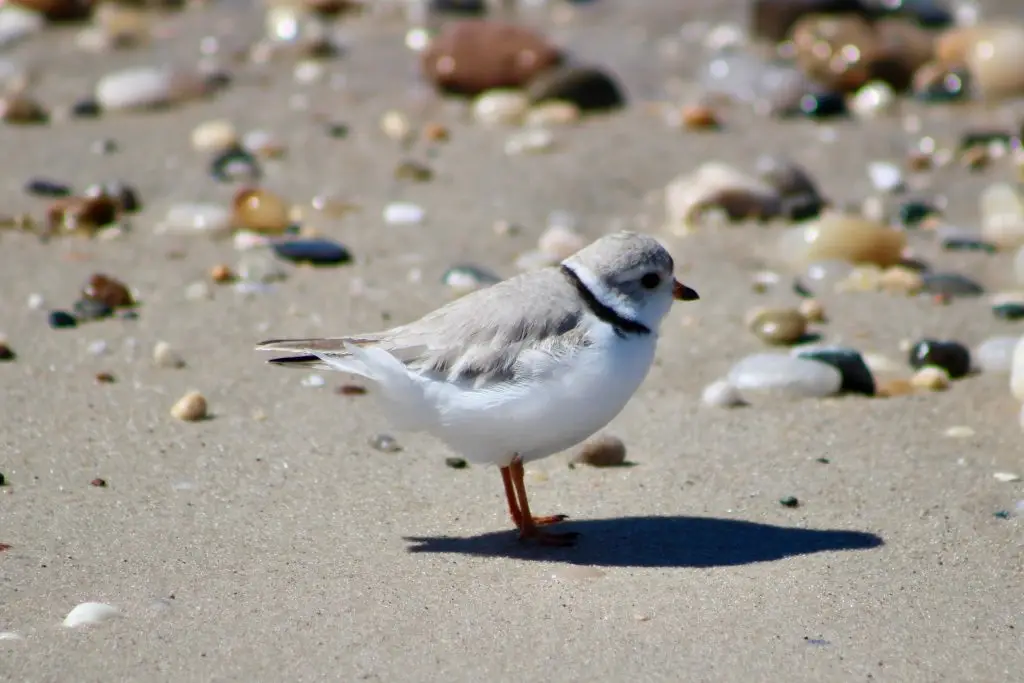 Protecting the Piping Plover