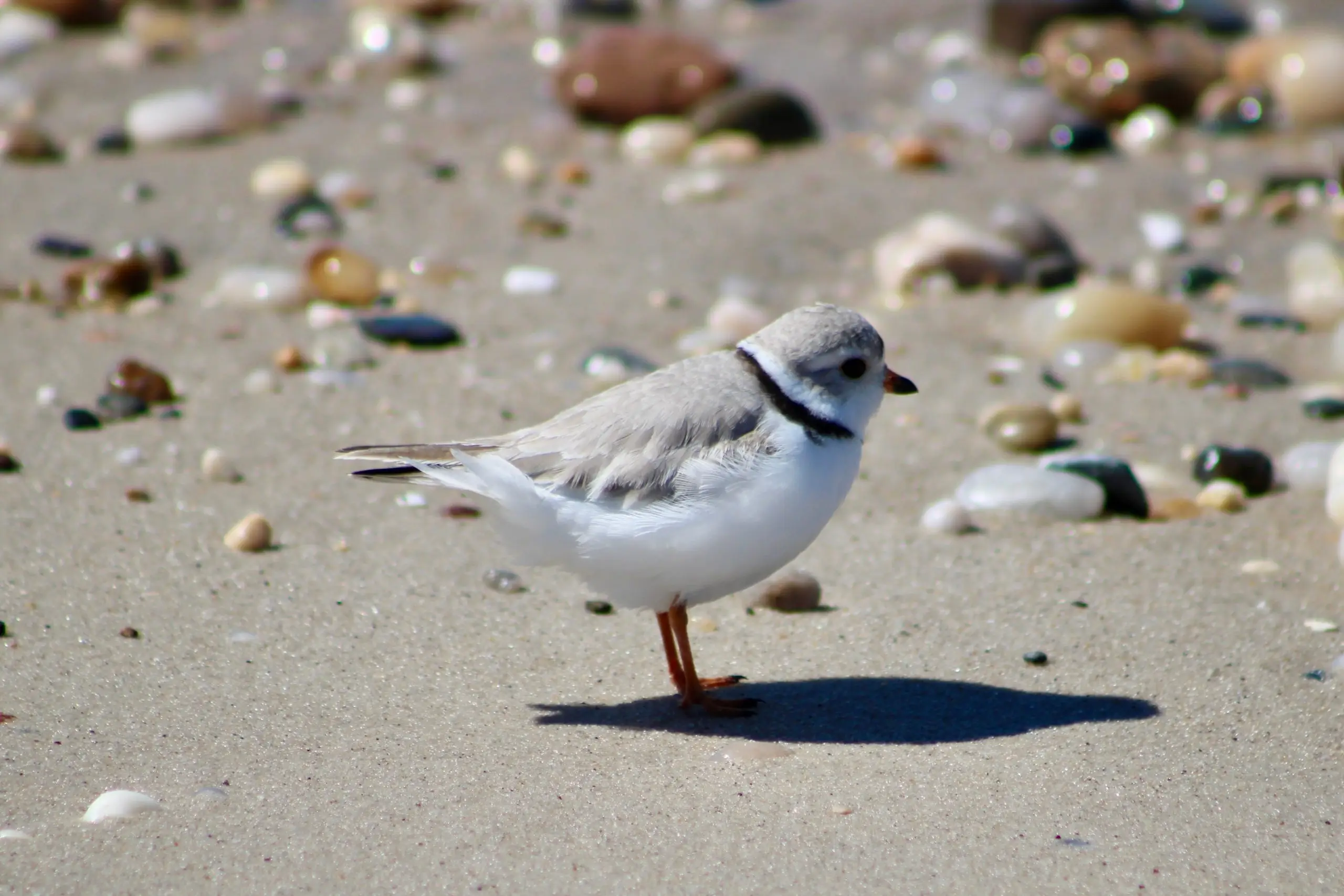 Protecting the Piping Plover
